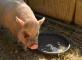 JOURNEE COCHON - Le 06 septembre 2023 Résidence Les Templiers Montfort-sur-Argens