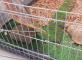 Une merveilleuse journée reptiles Résidence Les Templiers Montfort-sur-Argens