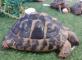 Médiation animale : les tortues Résidence Les Templiers Montfort-sur-Argens