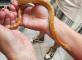 Le serpent des blés Loki Résidence Les Templiers Montfort-sur-Argens